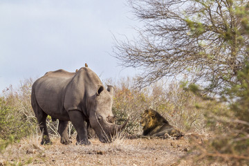 Fototapeta premium Southern white rhinoceros and African lion in Kruger National park, South Africa