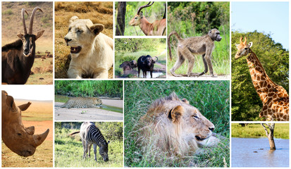 Photos of Animals from Kruger National Park in South Africa. Big five. Strong and wild animals