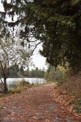 Fototapeta premium autumn