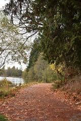 Fototapeta premium autumn