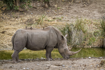 Obraz premium Southern white rhinoceros in Kruger National park, South Africa