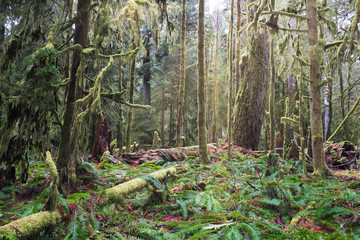 A carpet of ferns, moss and lichen cover a lush, green rainforest floor