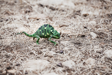 One wild green chameleon on a ground in forest
