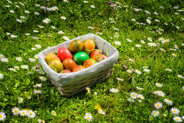 Easter wicker basket with eggs on field of daisies in a sunny spring day.