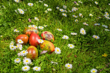 Easter eggs on a field of fresh grass and daisies in a sunny spring day.