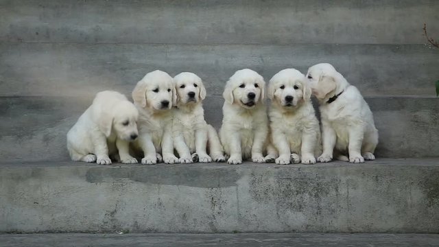 puppies of a golden retriever are posing on the steps