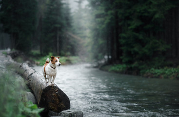 Dog Jack Russell Terrier on the banks of a mountain stream - obrazy, fototapety, plakaty