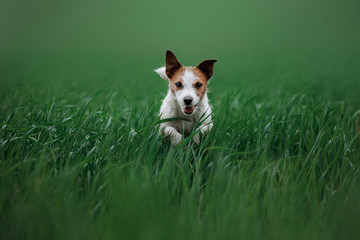  Labrador dog in tall grass