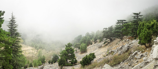 Cedar of Lebanon Cedrus libani forest in the mist and fog near Tahtali mountain in Turkey. Rare and...