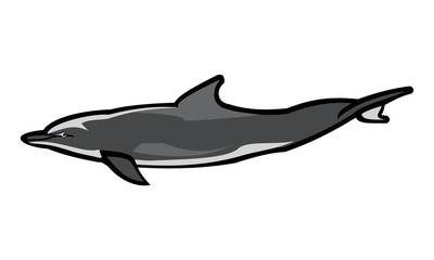 vector of dolphin images