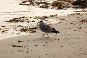 Seagull on the beach