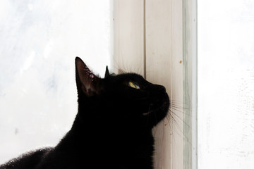 black domestic cat monitors dove.