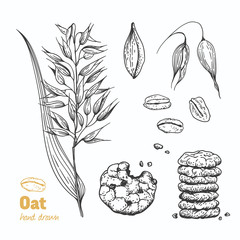 Oats vector hand drawn illustration