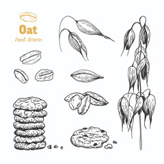 Oats vector hand drawn illustration