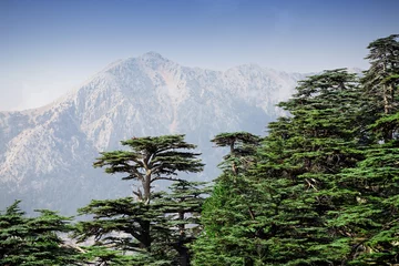 Kussenhoes Zeldzaam en bedreigd Libanees cederbos op de Tahtali-berg in Turkije © EdNurg