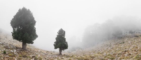 Misty panoramic landscape with cypress trees in the fog