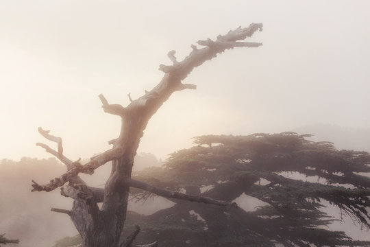 Turkish cedar forest in strong fog and mist at sunset