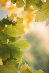 Maple leafs colorful autumn background. Fall season.