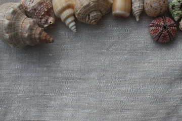 Arrière-plan Coquillage 