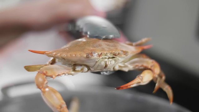 Holding boiled crabs with tongs