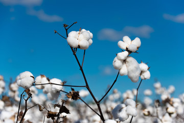 Cotton Plant