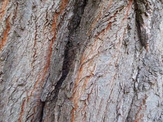 Fondo de corteza de árbol