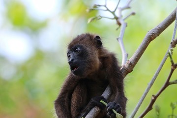 Howler Monkey