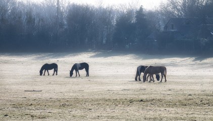 Horses on a misty morning