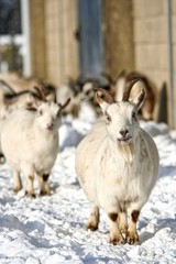 Goat in the snow