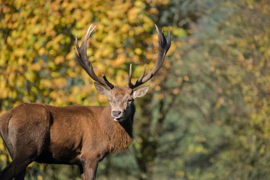 edelhirsch-436-adobe-stock