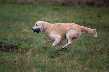 Dog on the run. Breed dog Golden Retriever