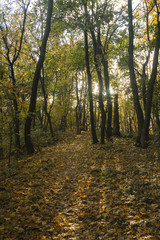 Fototapeta premium Autumn