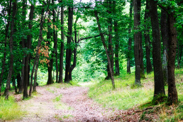 Summer morning forest 