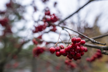 Juicy, appetizing bunch of red rowan (Sorbus aucuparia) with drops after rain on blurred background. Close-up.