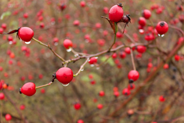 Red berries of dogrose with rain drops in autumn