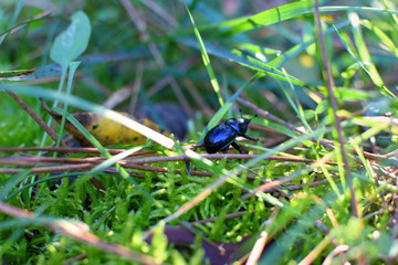 scarabée bleu sur de la mousse dans la fôret