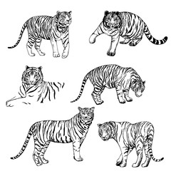 Fototapeta na wymiar Hand drawn sketch style tigers. Vector illustration isolated on white background.