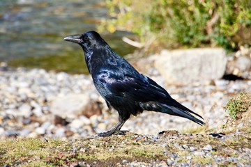 The Crow
