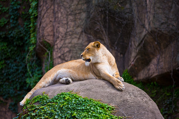 Beautiful female lioness sitting on a rock in an open space.