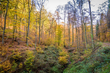 Kurfürstlicher Thiergarten Alt-Arnsberg