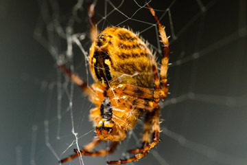 Spider on Web