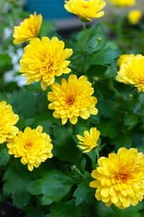 Yellow Garden Mums