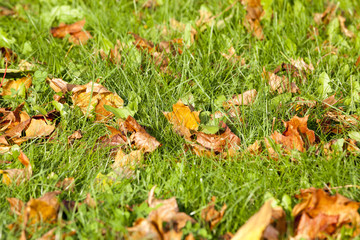 colorful autumn leaves