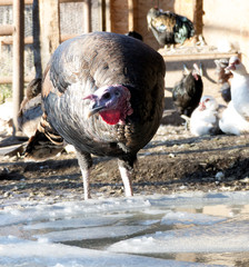 Winter Barnyard Turkey with Muscovies and Chickens