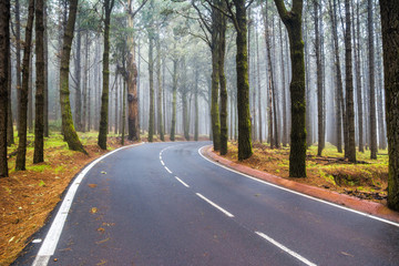 Fototapeta premium Asfaltowa droga prowadząca przez mglisty, ciemny, tajemniczy las sosnowy. Teneryfa, Wyspy Kanaryjskie