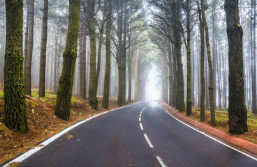 An asphalt road that goes through a misty dark misterious pine forest. Tenerife, Canary Islands