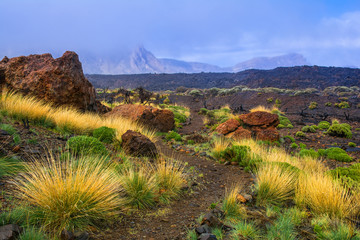 Beautiful view of lava fields with sparse vegetation in Teide National Park, Tenerife, Canary Islands, Spain