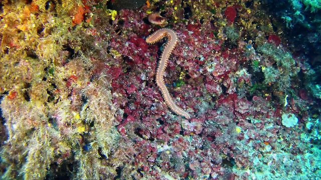 Rare marine life - Fireworm in a reef