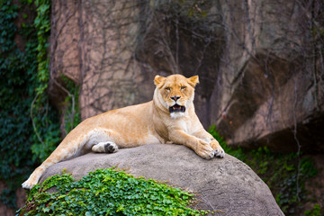 Fototapeta na wymiar Beautiful female lioness sitting on a rock in an open space.