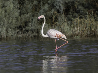 Greater Flamingo Walking on the Pond